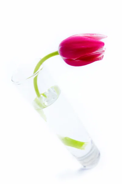 Tulip in glass of water — Stock Photo, Image