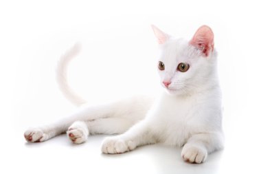 White kitten clipart