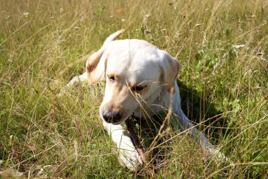 büyük köpek