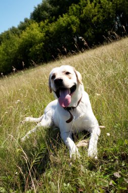 Labrador