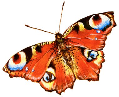 Bright butterfly clipart