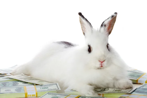 Conejo con dinero —  Fotos de Stock