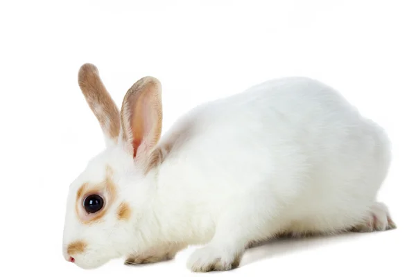 Weißes Kaninchen — Stockfoto