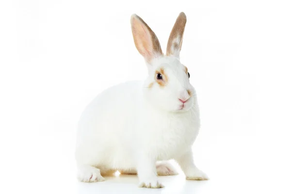 Pluizig konijn — Stockfoto