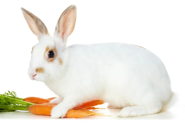 Conejo con zanahorias —  Fotos de Stock