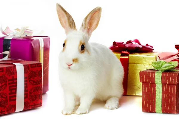 Кролик и подарки — стоковое фото