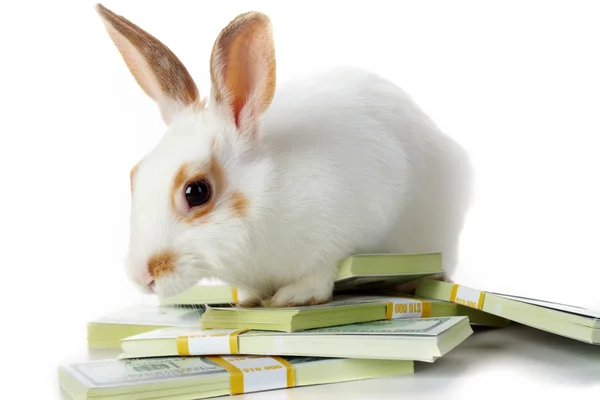 Kaninchen mit Geld — Stockfoto