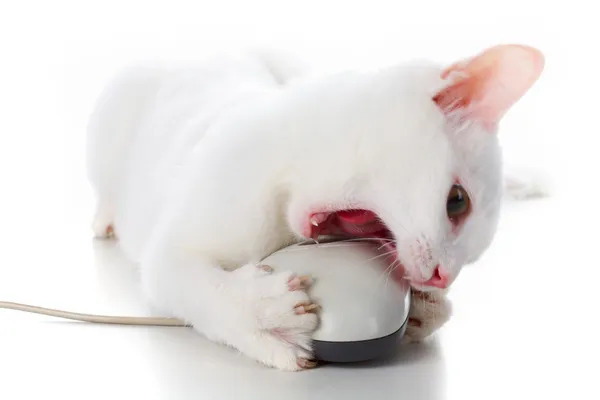 マウスを持つ猫 — ストック写真