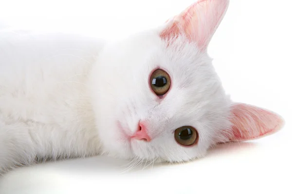 White pet — Stock Photo, Image