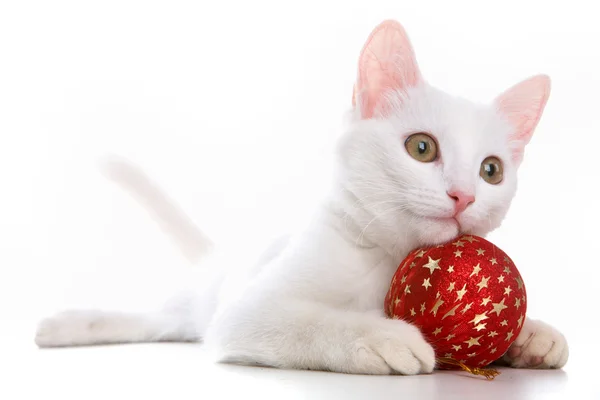 Gato con juguete rojo — Foto de Stock