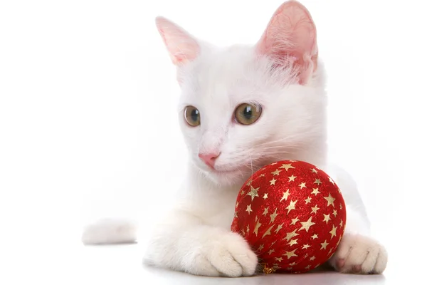 Katze mit roter Kugel — Stockfoto