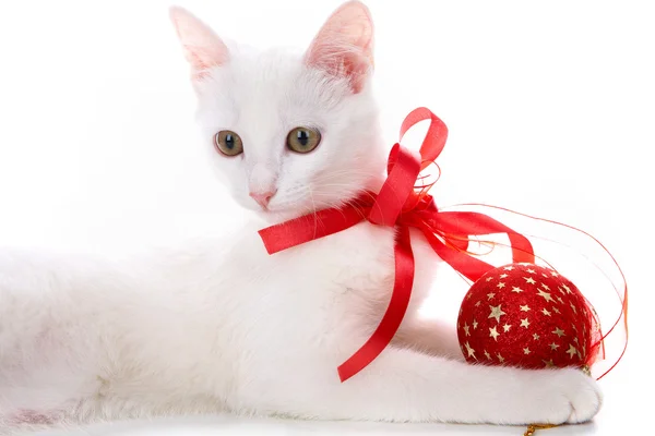 Decorated kitten — Stock Photo, Image