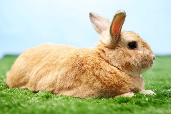 Puszyste króliczek — Zdjęcie stockowe
