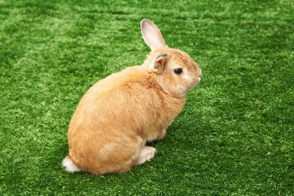 잔디에 토끼 — 스톡 사진