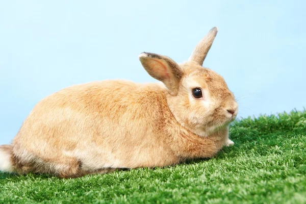 Pluizig konijn — Stockfoto