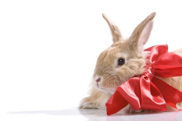 Geschmücktes Kaninchen — Stockfoto