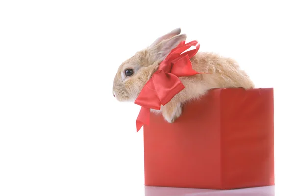 Conejo en caja —  Fotos de Stock