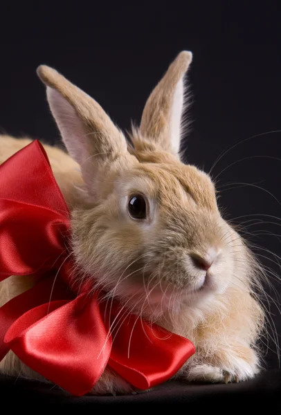 Кролик з бантом — стокове фото