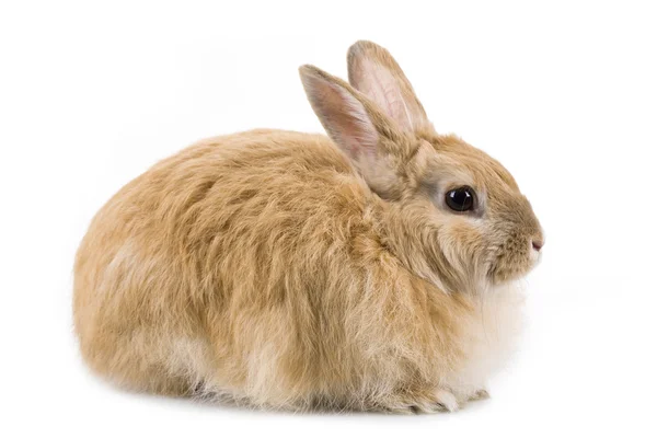 Puszyste królik — Zdjęcie stockowe