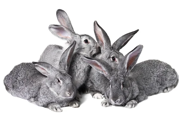 Група кроликів — стокове фото
