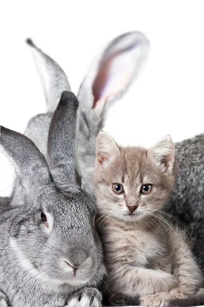 兔和猫咪 — 图库照片
