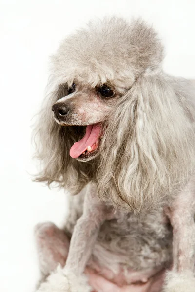 Grey poodle — Stock Photo, Image