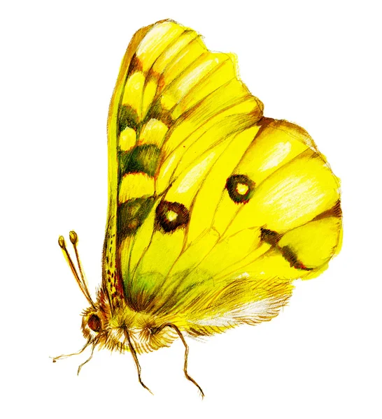 Lepidoptera amarela — Fotografia de Stock