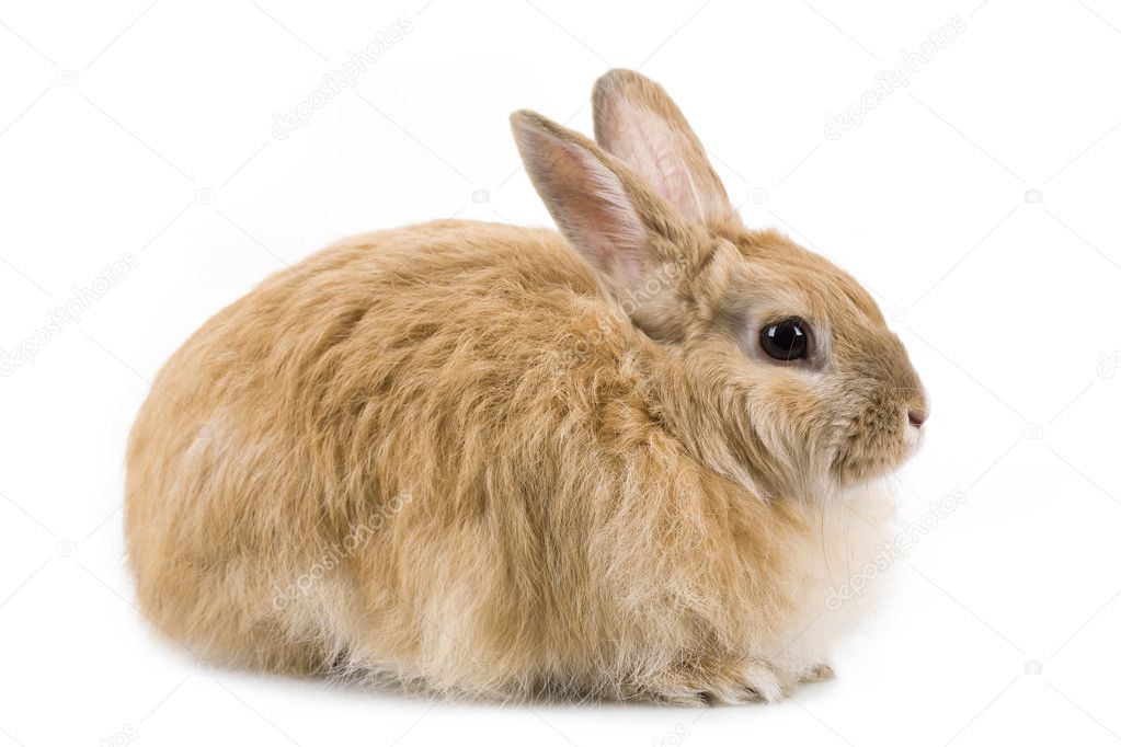 Fluffy rabbit
