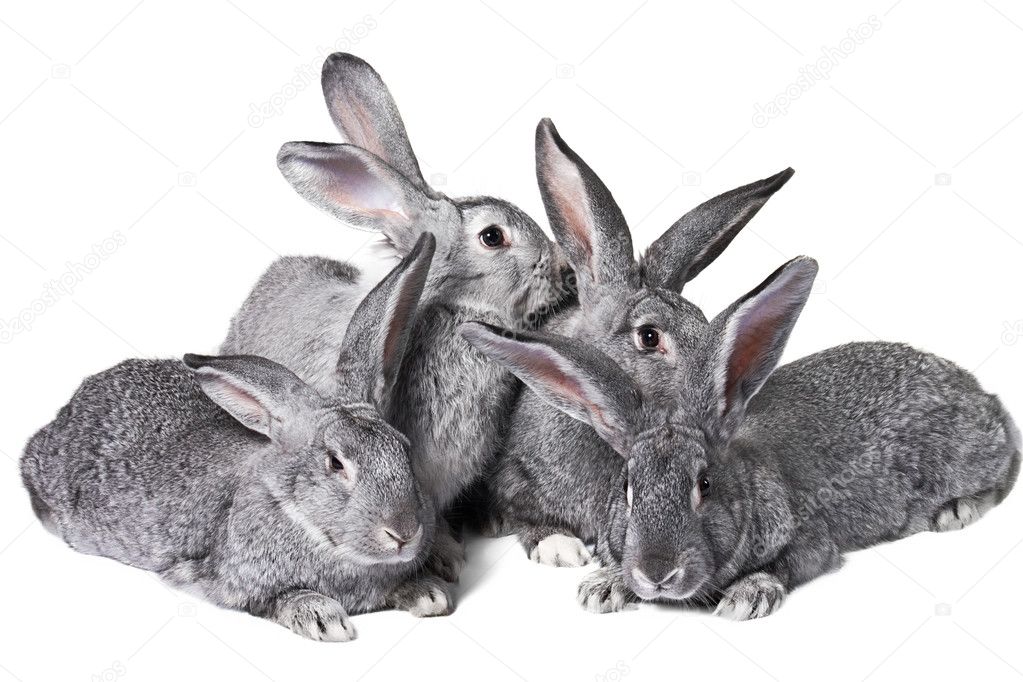 Group of rabbits