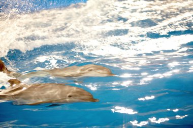 Dolphins under water clipart