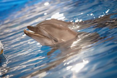 Dolphin in water clipart