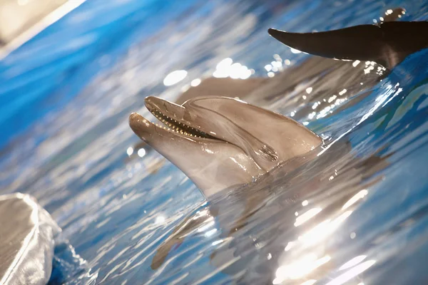 Dolphin fun — Stock Photo, Image