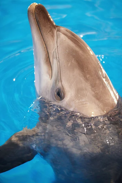 Dolphin head — Stock Photo, Image