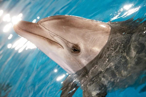 Dolphin in water — Stock Photo, Image