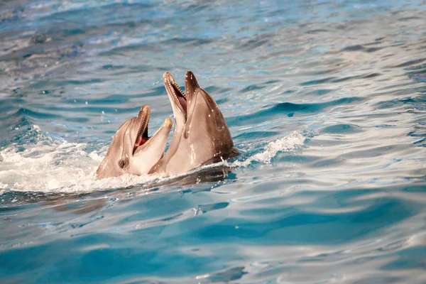 Dolphin couple in water