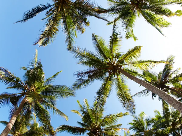 stock image Palms and sky