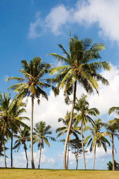 Palms and sky — Stock Photo, Image