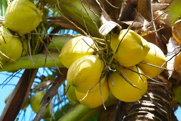 stock image Coconuts on palmtree