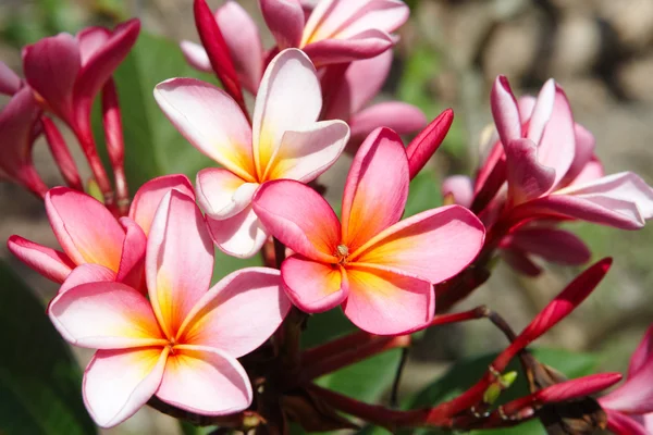 Stock image Pink plumeria