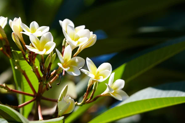 Plumeria