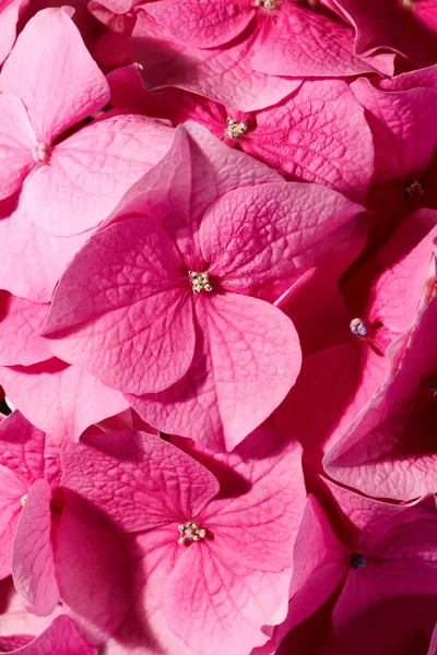 Růžový pelargónie — Stock fotografie