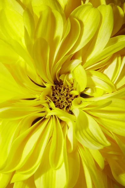 Astro amarelo — Fotografia de Stock