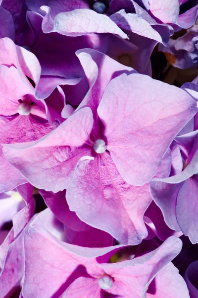 Geranio lila — Foto de Stock