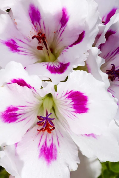 Beyaz amaryllises — Stok fotoğraf