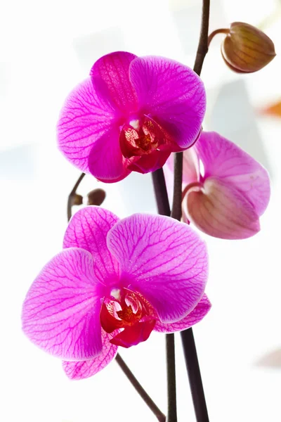 Mor orkideler — Stok fotoğraf