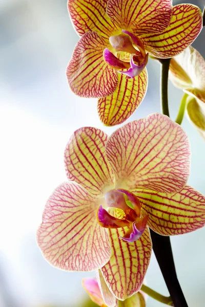 Gyönyörű sárga orchideák — Stock Fotó