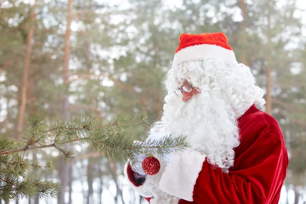 Preparing forest for Christmas — Stock Photo, Image