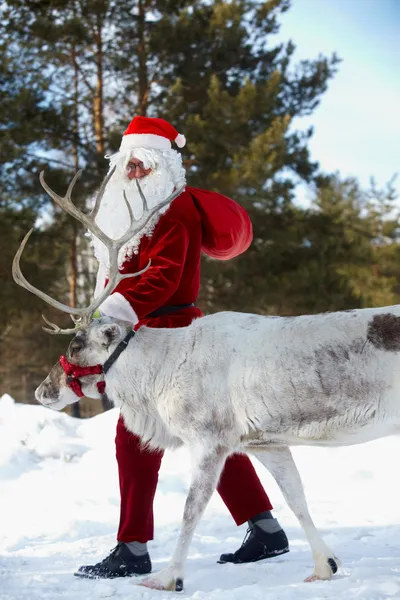 Weihnachtsmann mit seinem Rentier — Stockfoto