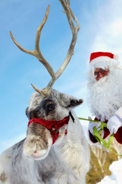 Weihnachtsmann als Zugtier — Stockfoto