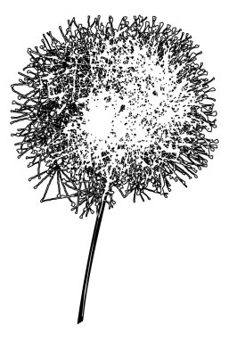 Dandelion outline clipart